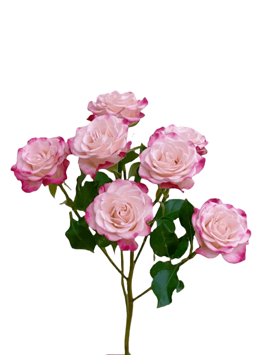Spray Roses Reflex Pink - FOREVERMORE