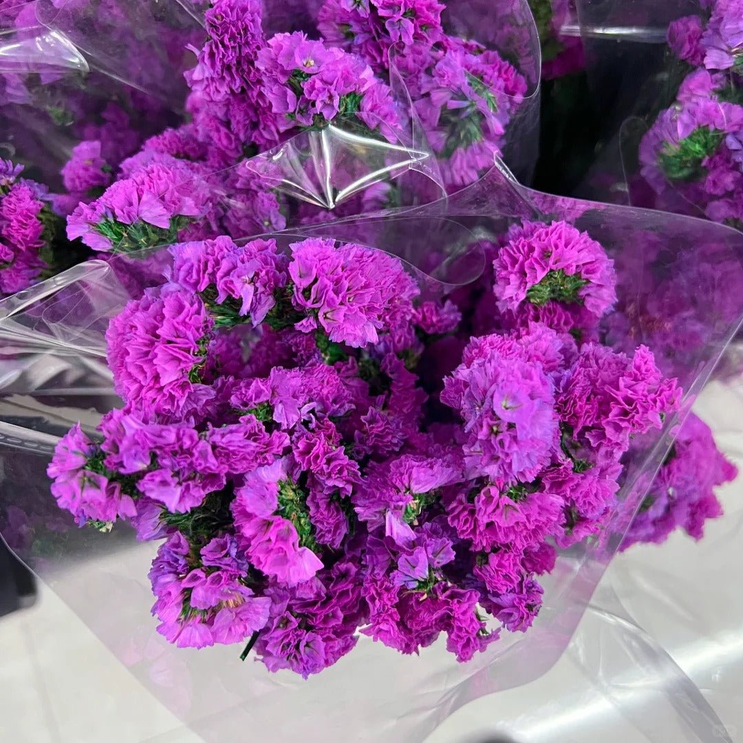 Statice dark pink勿忘我玫红色 - FOREVERMORE