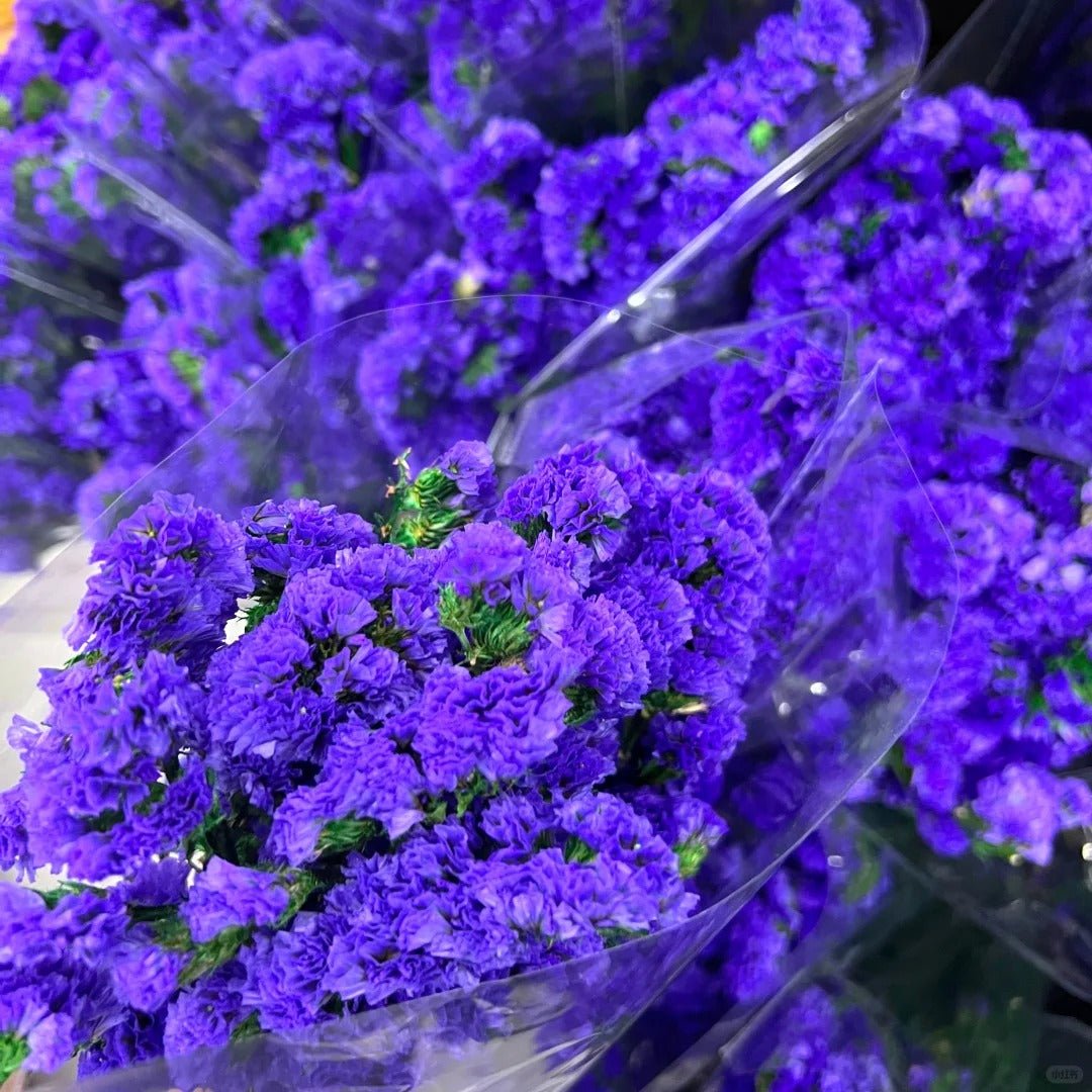Statice Dark Purple 勿忘我深紫 - FOREVERMORE