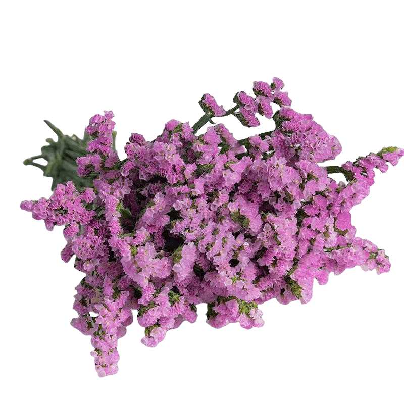 Statice Pink - FOREVERMORE