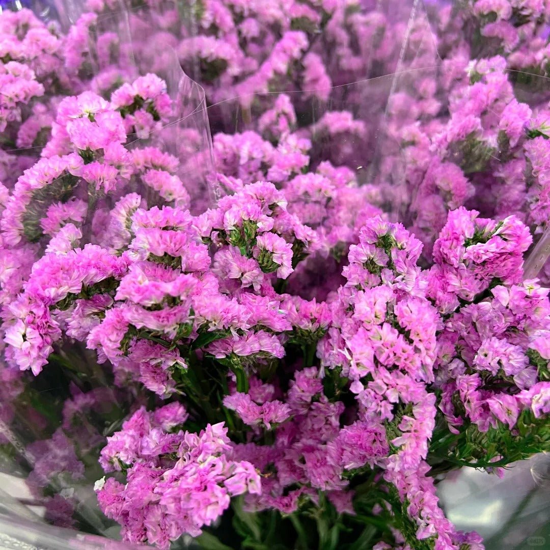 Statice Pink 勿忘我粉色 - FOREVERMORE