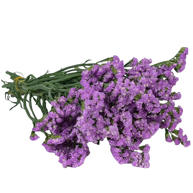 Statice Purple - FOREVERMORE