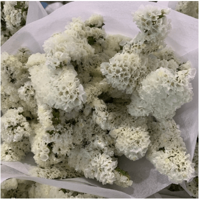 Statice White 勿忘我白色 - FOREVERMORE