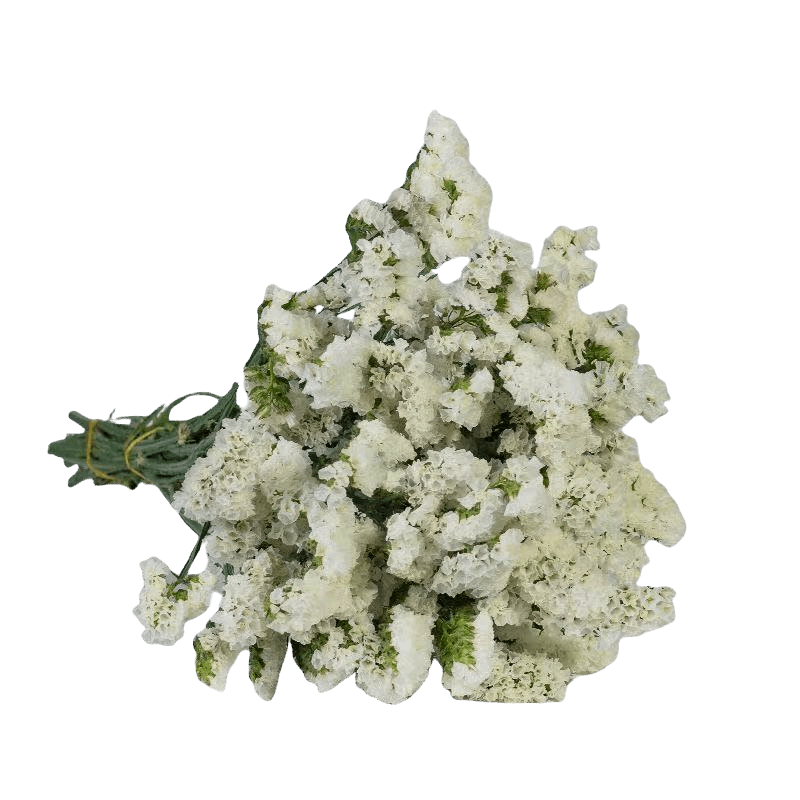 Statice White - FOREVERMORE