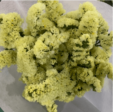 Statice Yellow 勿忘我黄色 - FOREVERMORE