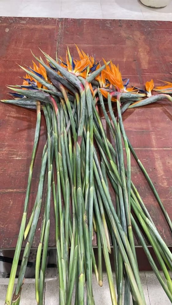 Strelitzia天堂鸟 - FOREVERMORE