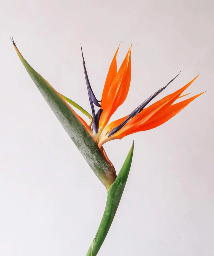 Strelitzia天堂鸟 - FOREVERMORE