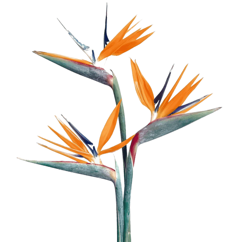 Strelitzia Flower / Bird of Paradise - FOREVERMORE