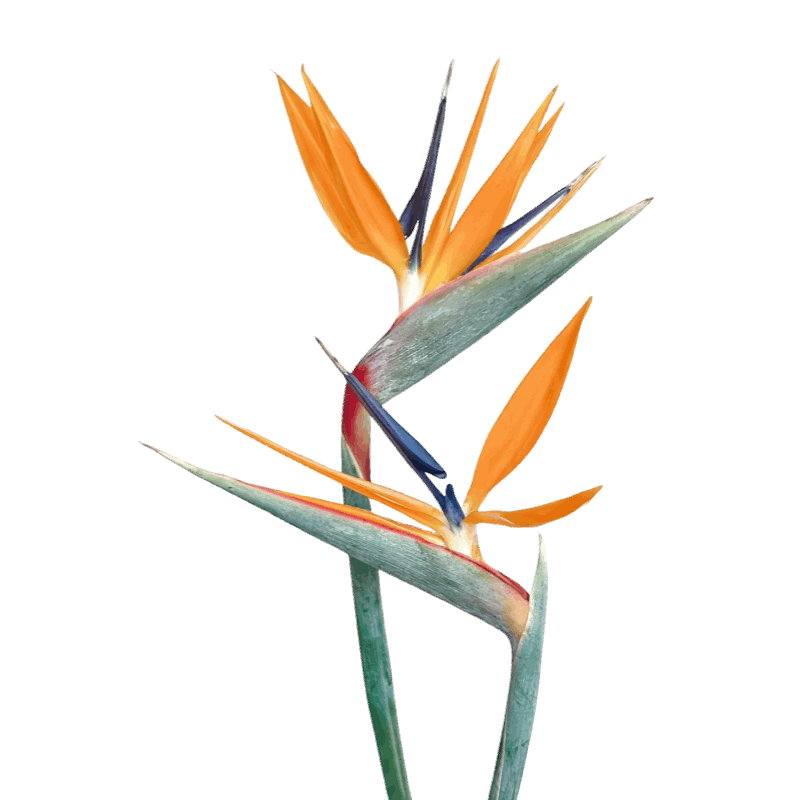 Strelitzia Flower / Bird of Paradise - FOREVERMORE