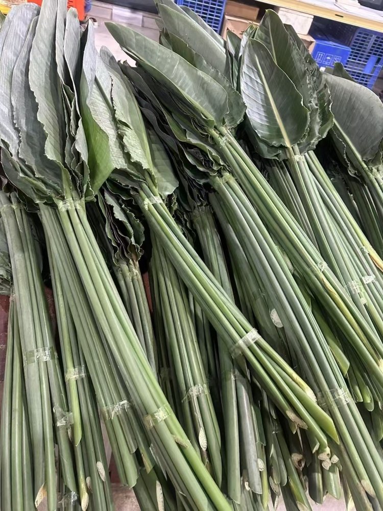 Strelitzia leaf 天堂鸟叶 - FOREVERMORE