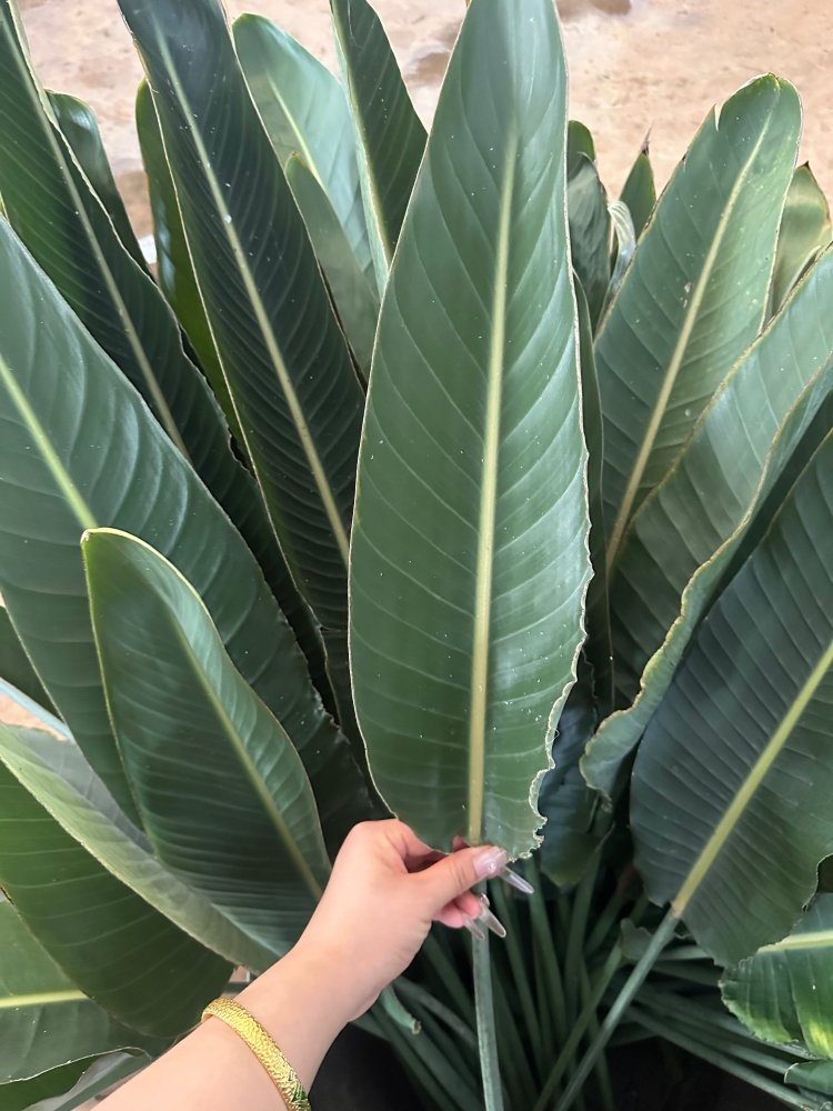 Strelitzia leaf 天堂鸟叶 - FOREVERMORE