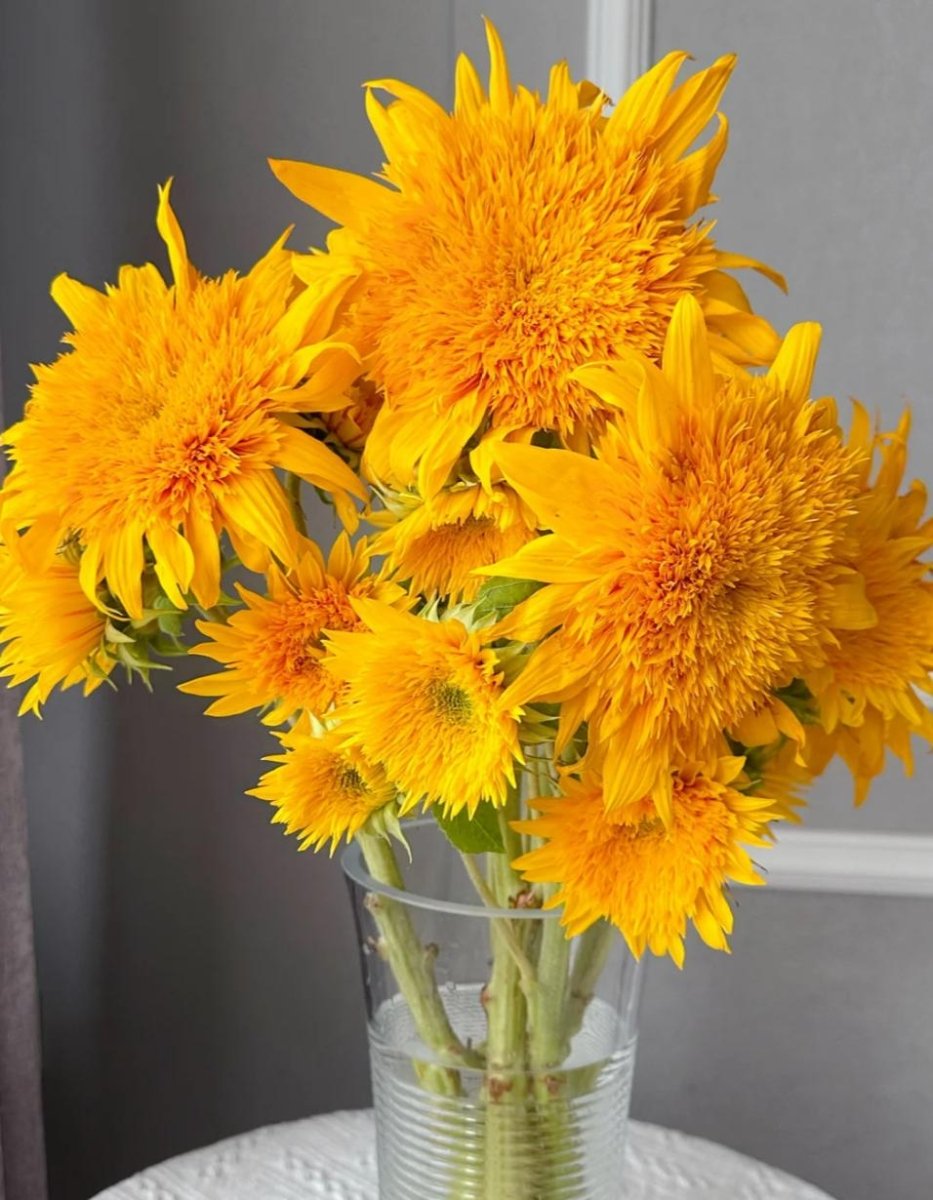 Taddy sunflower - FOREVERMORE