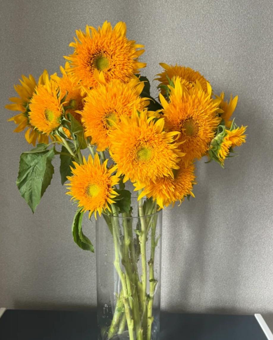 Taddy sunflower - FOREVERMORE