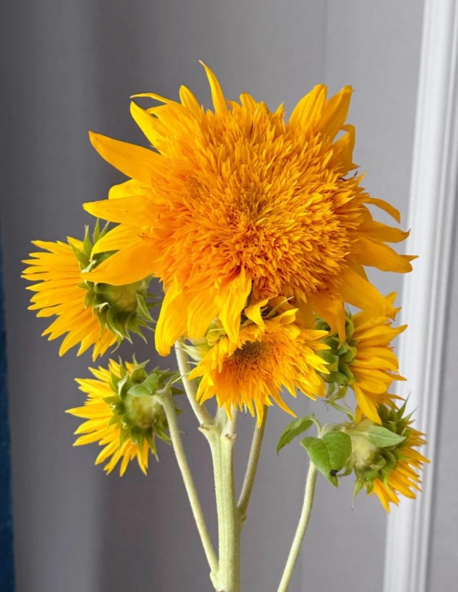 Taddy sunflower - FOREVERMORE