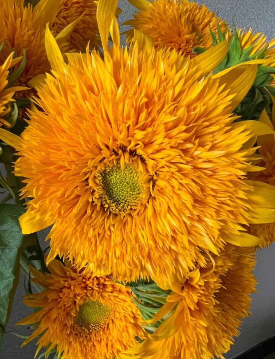 Taddy sunflower - FOREVERMORE