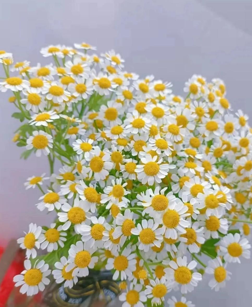 Tanacetum - FOREVERMORE