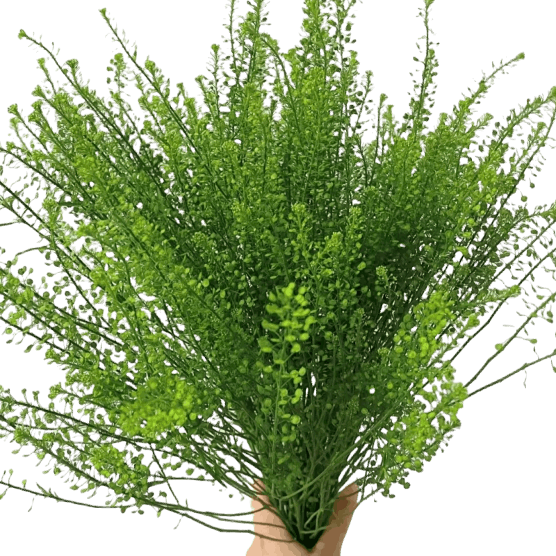 Thlaspi Green Bell / Lipidium Green - FOREVERMORE