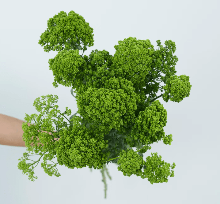 Trachelium夕雾草 - FOREVERMORE