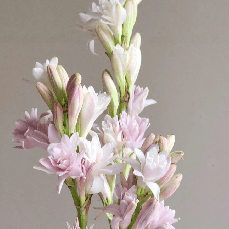 Tuberose Pink 夜来香粉色 - FOREVERMORE