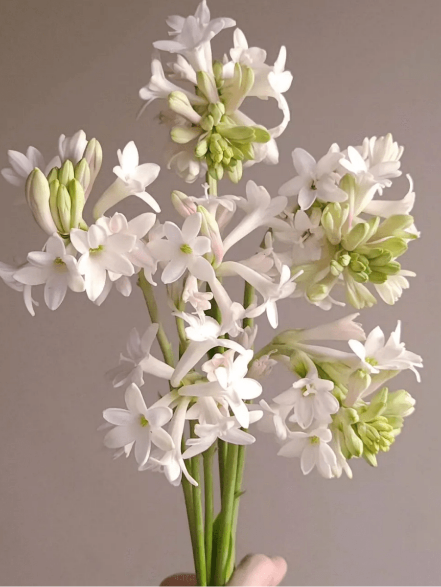 Tuberose White 夜来香白色 - FOREVERMORE