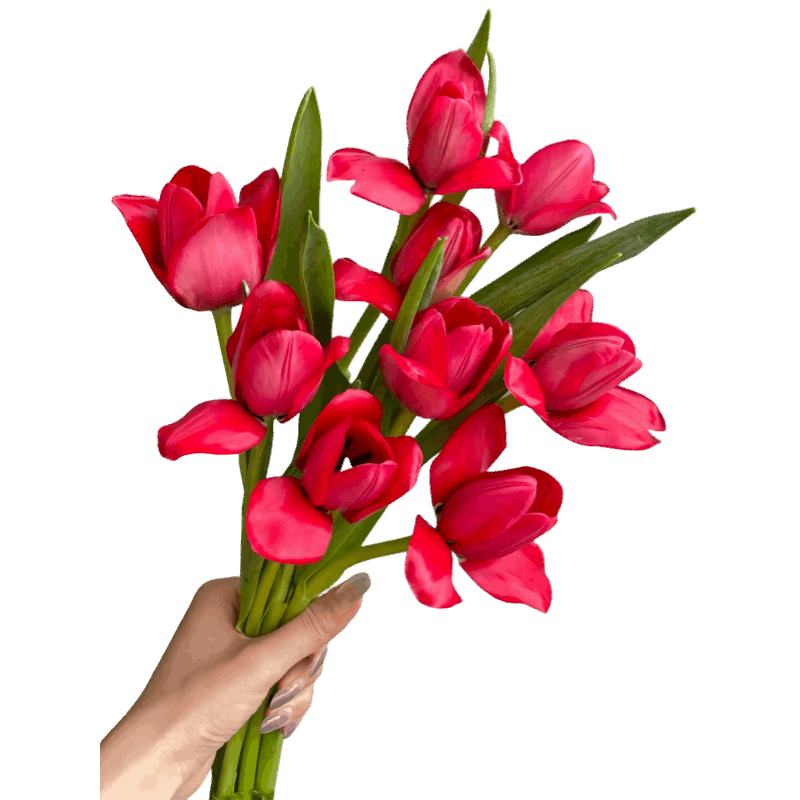 Tulip Red - FOREVERMORE