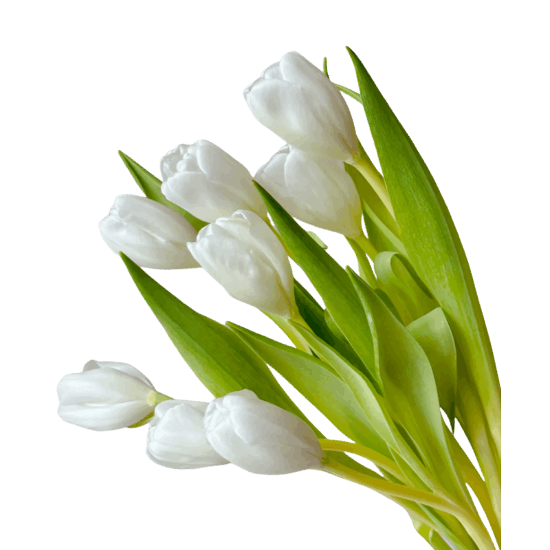 Tulip white - FOREVERMORE