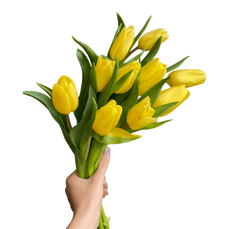 Tulip Yellow - FOREVERMORE