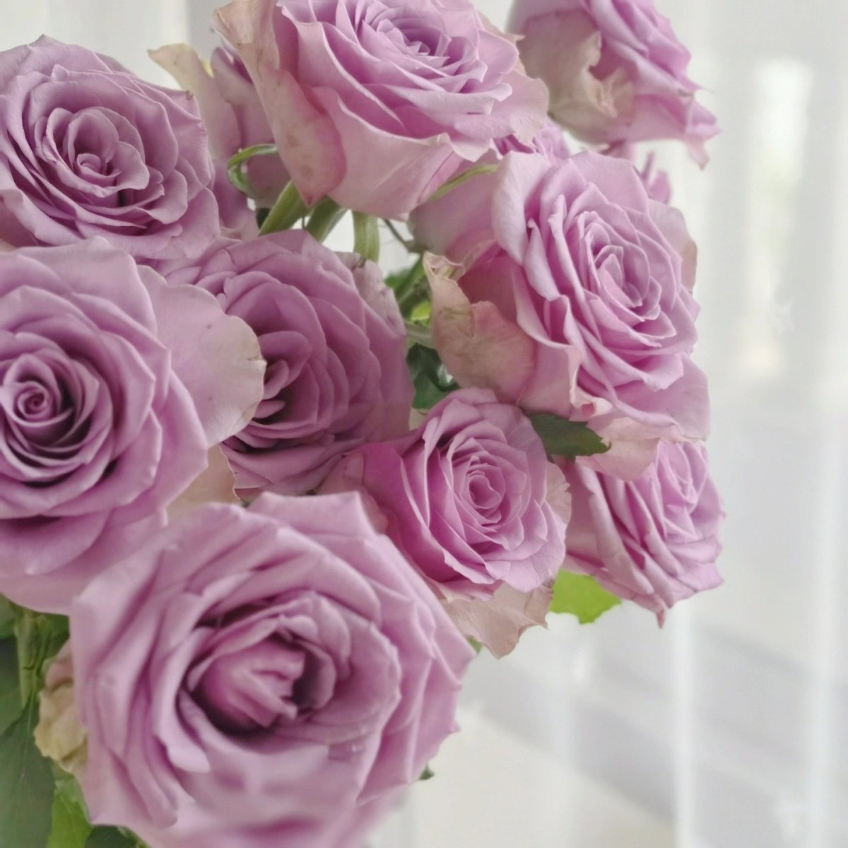 Violet Fairy Purple 50cm - FOREVERMORE