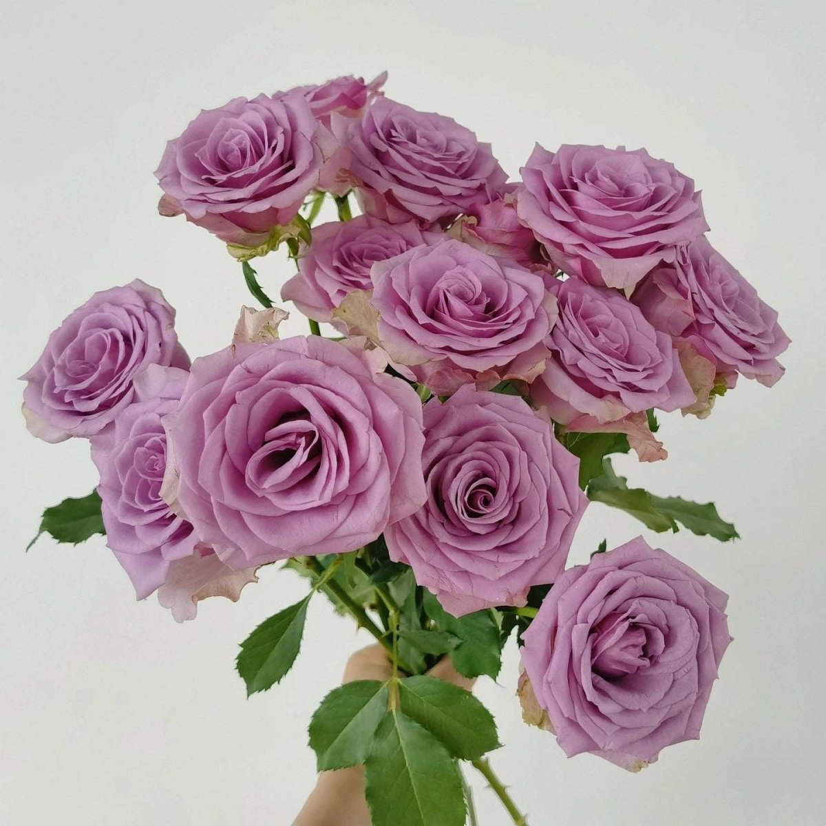 Violet Fairy Purple 50cm - FOREVERMORE