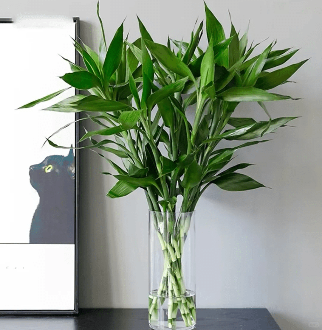 Wealthy bamboo 120cm 富贵竹120 - FOREVERMORE