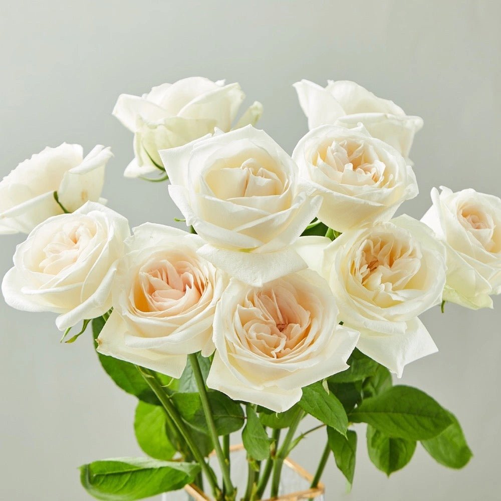 White O'Hara 50cm - FOREVERMORE