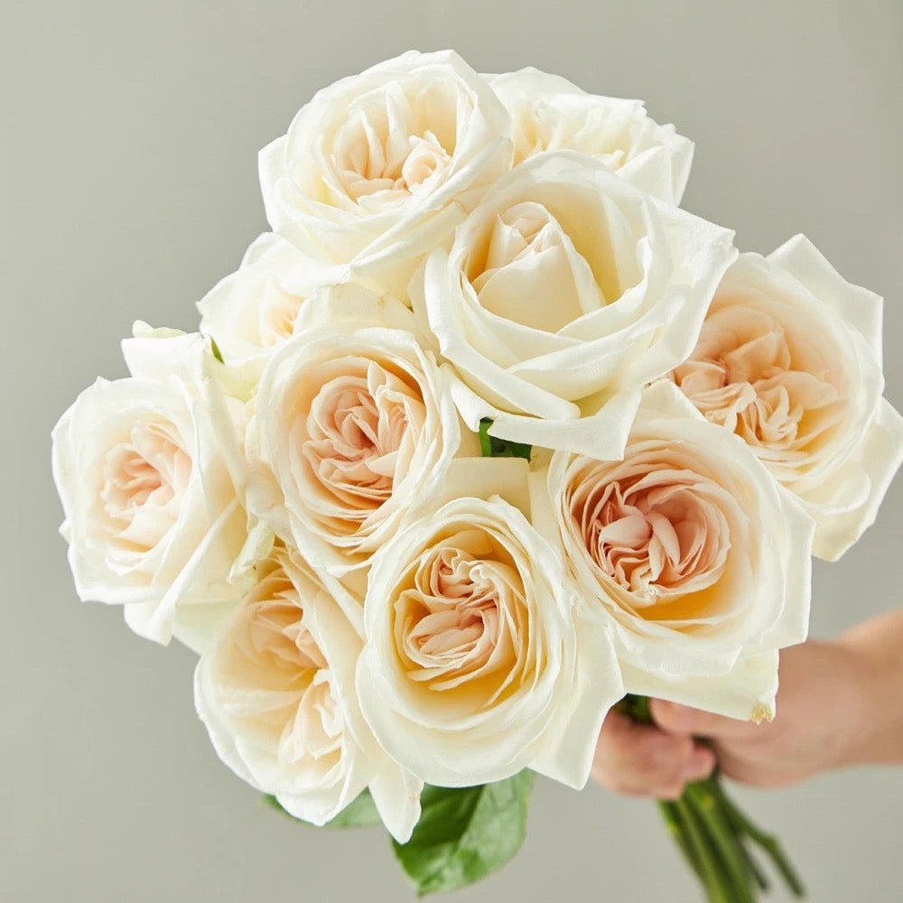 White O'Hara 50cm - FOREVERMORE